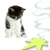 kattenurine