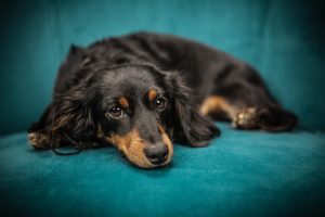 Hondje